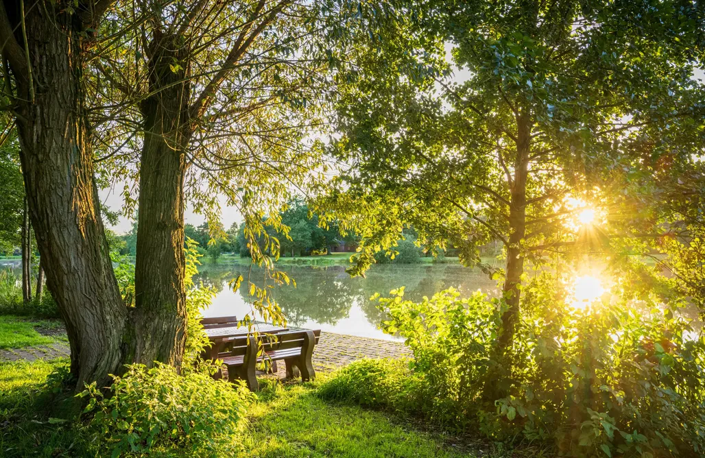 Ferienhaus Harz Nurdachhaus mit Kaminofen und großem Grundstück 3