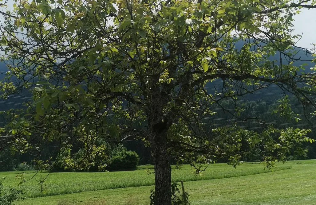 Alloggio AlohaCamp Lodge Hochwipfel 5