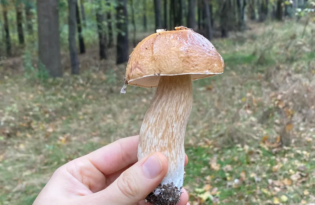 noclegi AlohaCamp Siedlisko pod Kasztanem 1