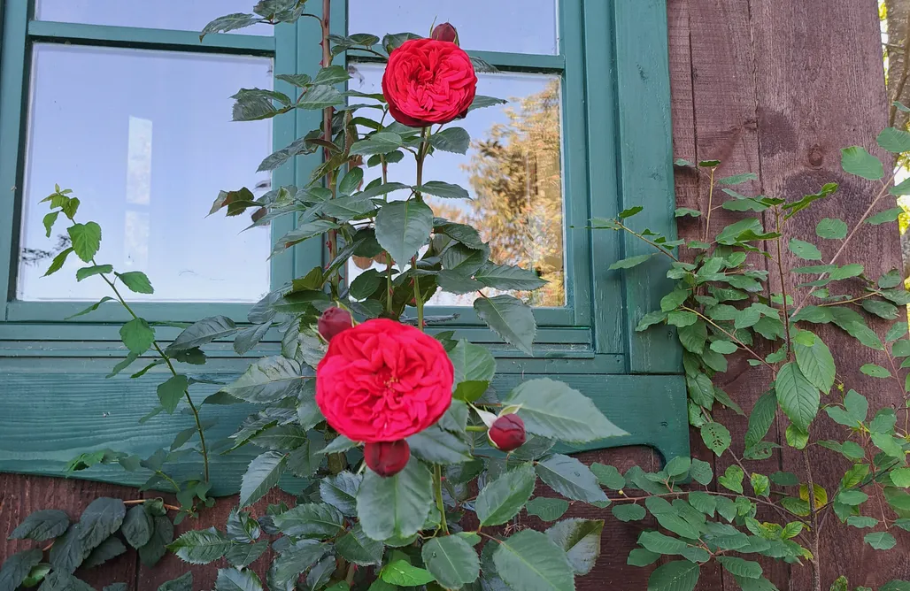 AlohaCamp Mały Domek 1