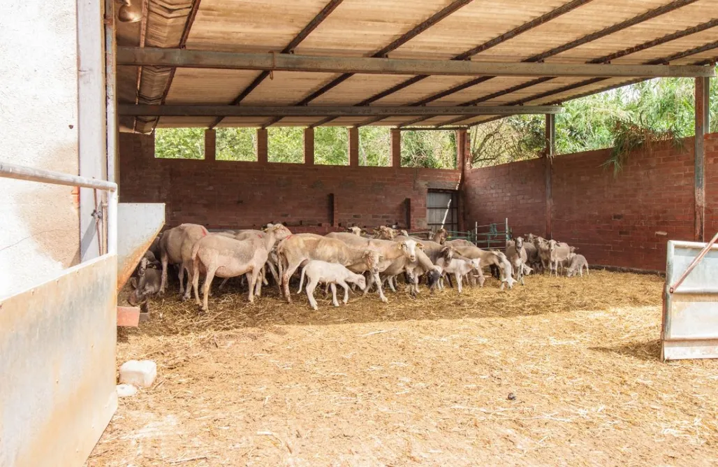 AlohaCamp Cabanya Planella 1