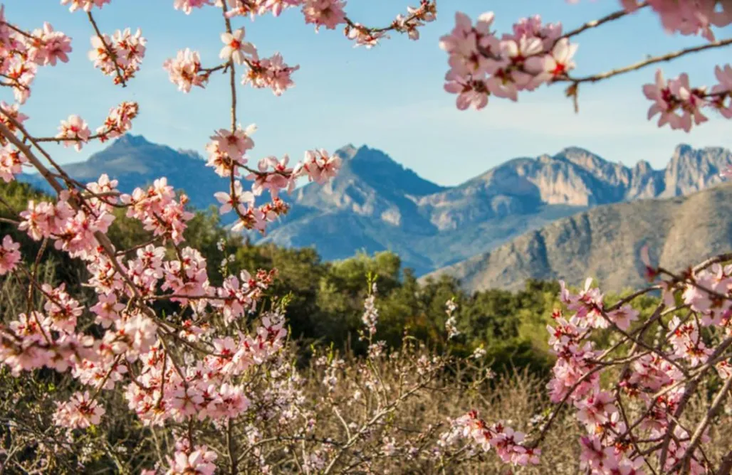 Hotel Burbuja Valencia Glamping Tienda de Safari Alicante 1
