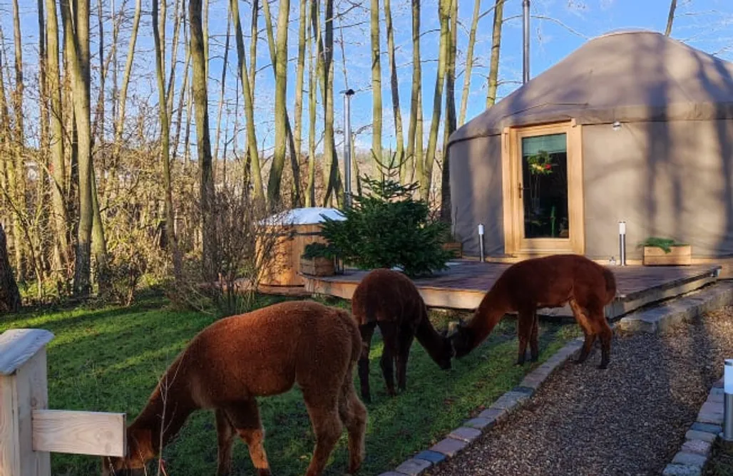 AlohaCamp Namiot glampingowy 1 1