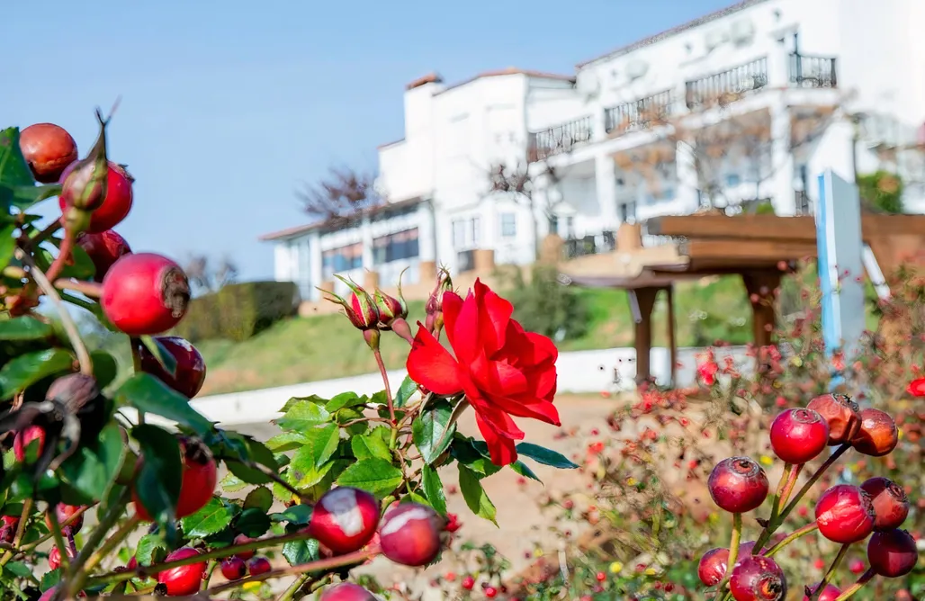 alojamientos AlohaCamp Hotel Veneros 5