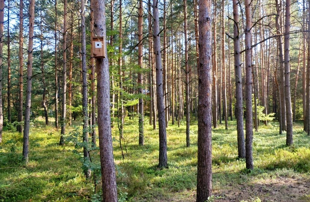 Hébergement AlohaCamp Leśny Relaks 1