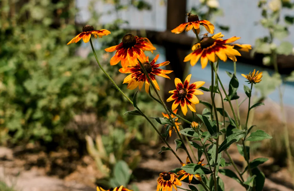Agroturystyka Zwierzyniec Starodawna Chata 1