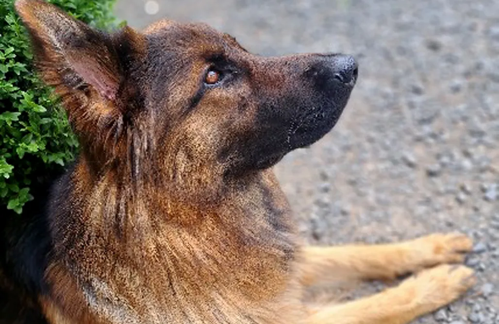 noclegi AlohaCamp Pałac Rząsiny 1