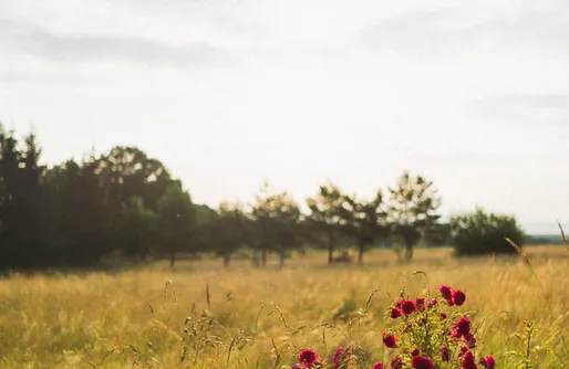 Zdjęcie obiektu Domek Kwieci