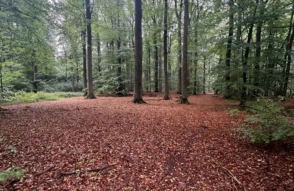 Almhütte Mieten Wald & Wind— Natur trifft auf Moderne. 1