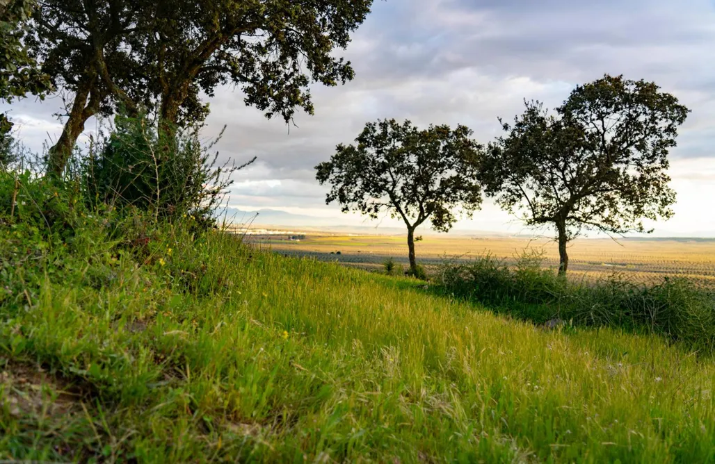 Desde mi Cielo AlohaCamp