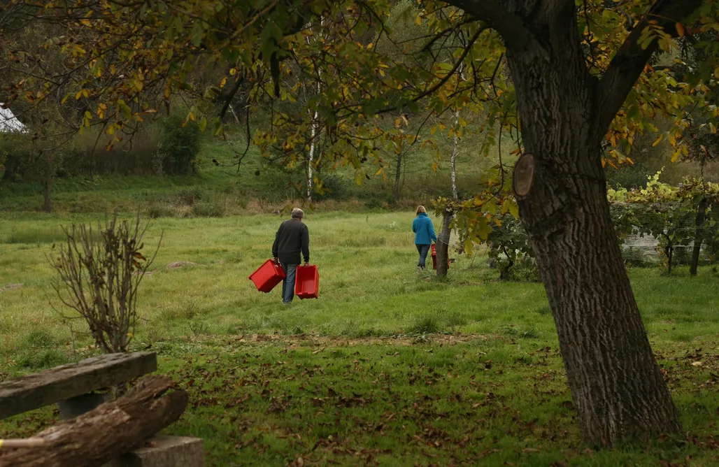 Pole namiotowe podkarpacie Miejsce kamperowe - Winnica Węgrzyn  2
