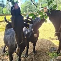 Kurt Gastgebe Holzhaus alleine am Waldrand