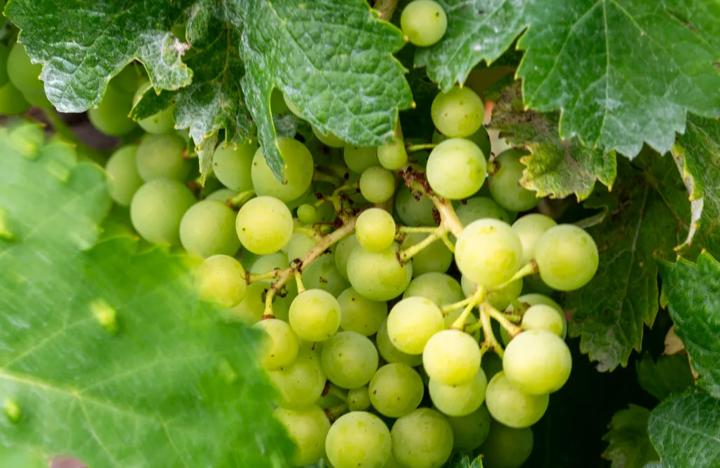 Alloggio AlohaCamp Casiña Raíz Entre viñas y cielo Ribeira Sacra 1