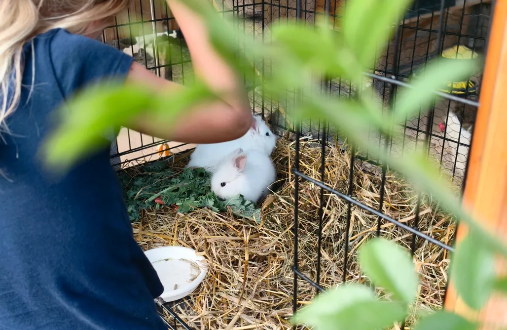 alojamientos AlohaCamp Owca za płotem 4