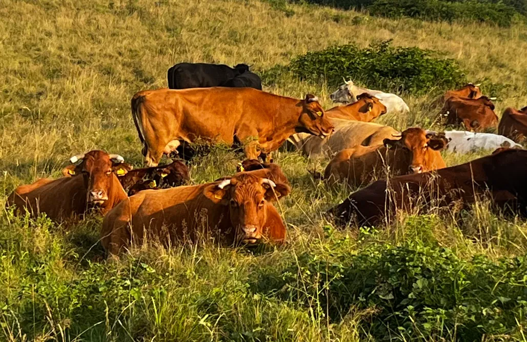 Bartnica Domki Nowoczesny dom w górach z widokiem na naturę  1