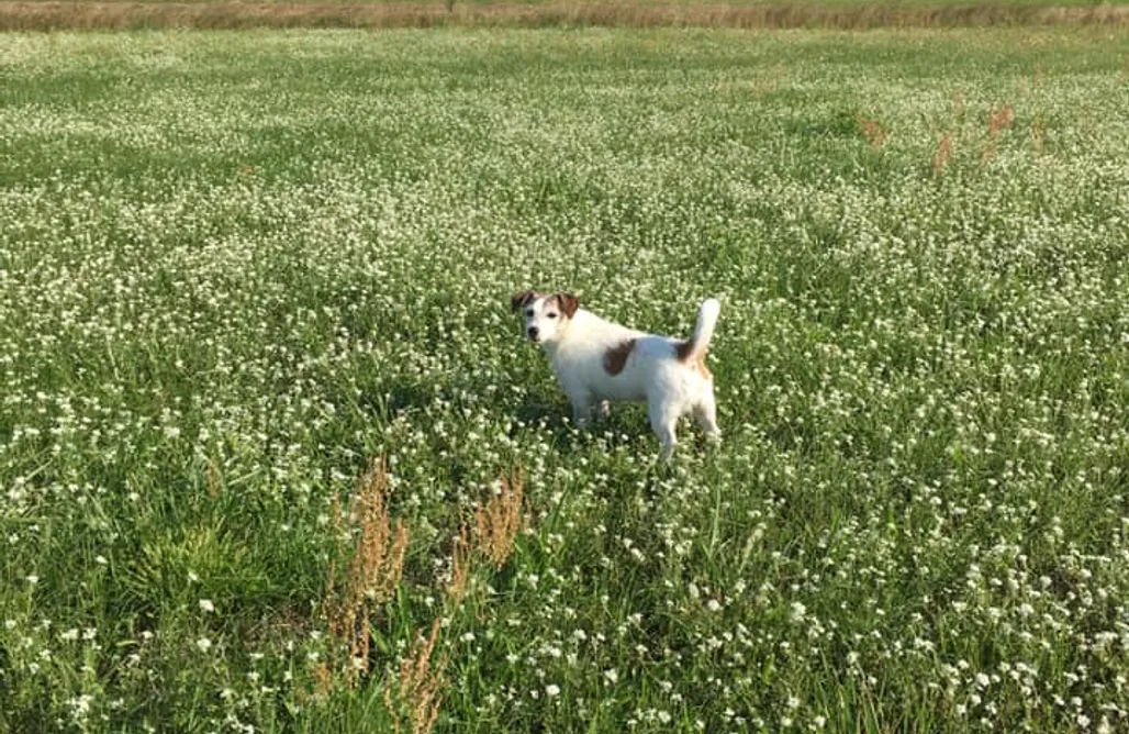 noclegi AlohaCamp Chata 3 Drogi 4