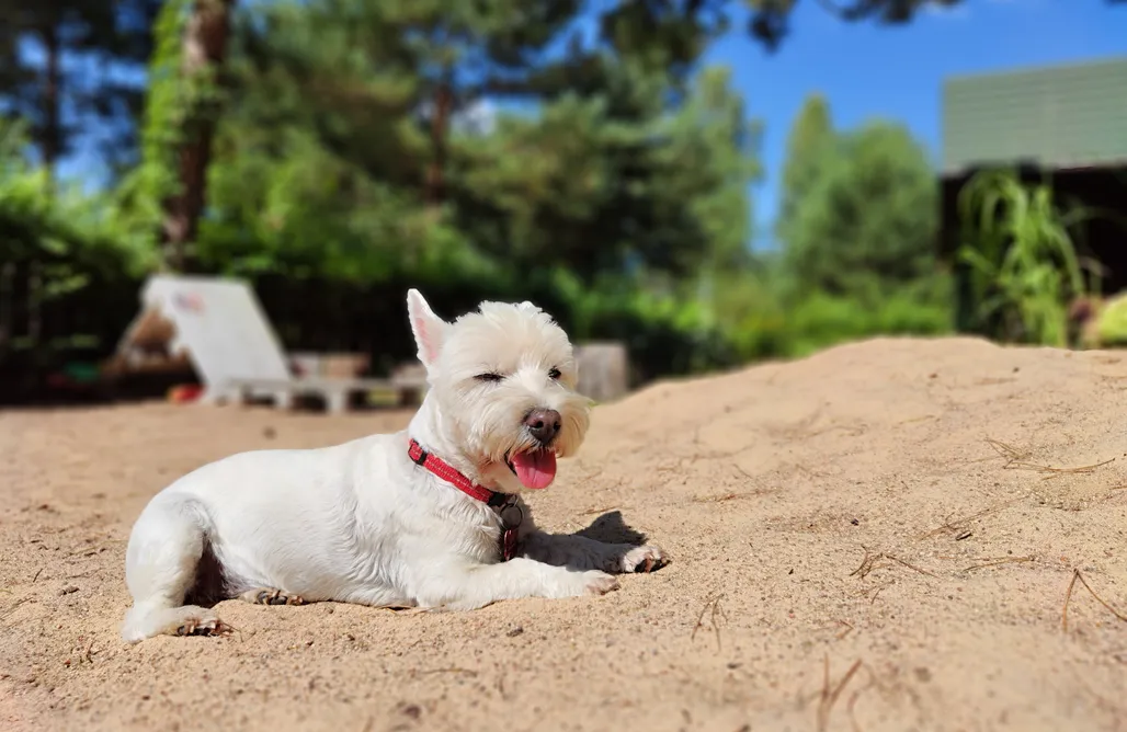 AlohaCamp accommodation Pożarowo 1