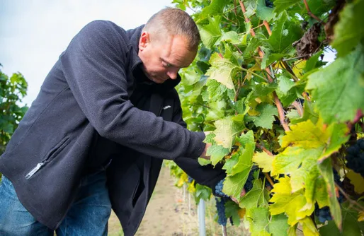 Zdjęcie obiektu Miejsce kamperowe - Winnica Anna