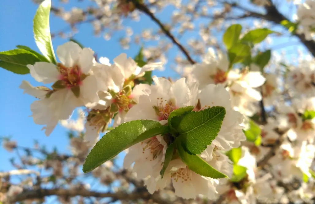 AlohaCamp accommodation Tienda de Algodón 3