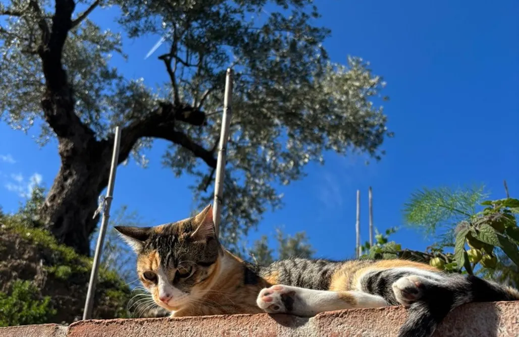 AlohaCamp accommodation La colina buena - cosy casita for nature lovers 1