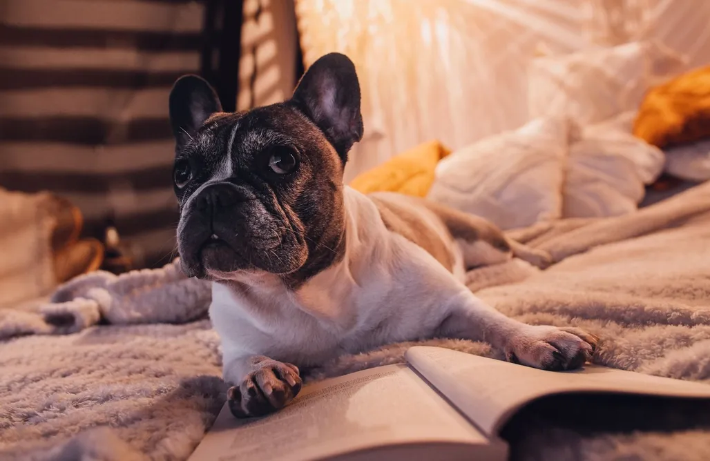 noclegi AlohaCamp Salinko Glamping 1