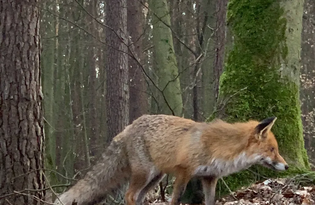 Camping Mobilheim Refugium im Wald 1