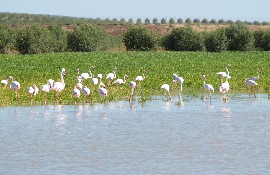 AlohaCamp Dehesa de las Yeguas 1