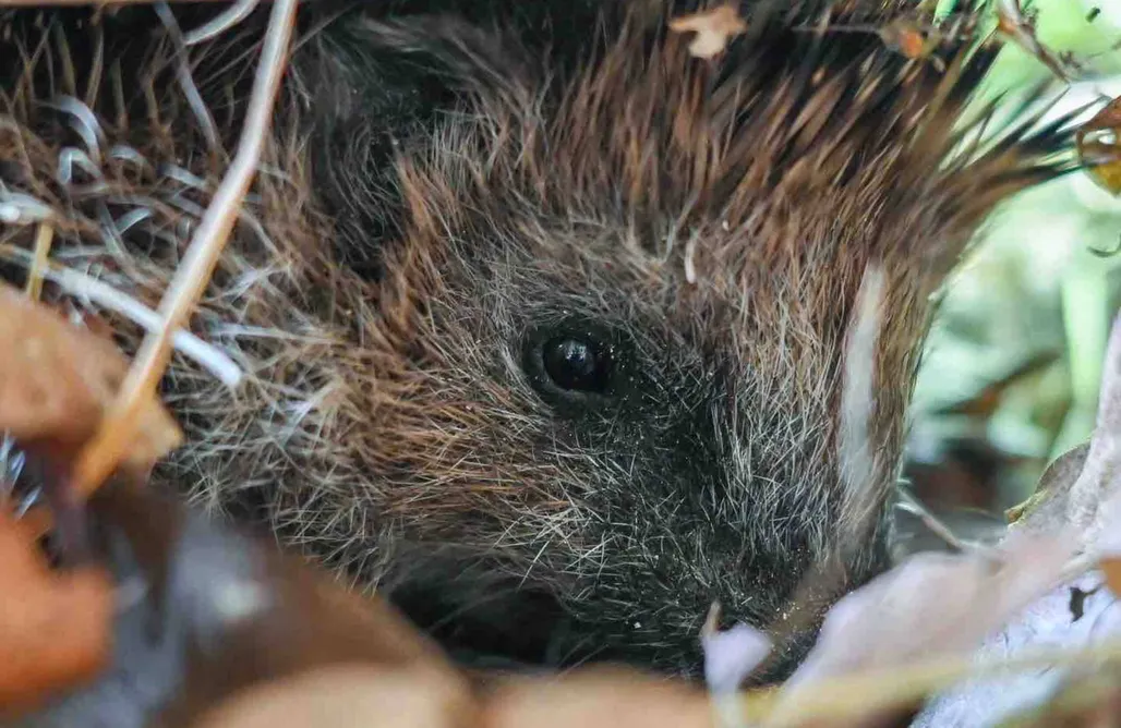 Mecklenbü mit Teich, Kamin, Sauna und Hotpott AlohaCamp