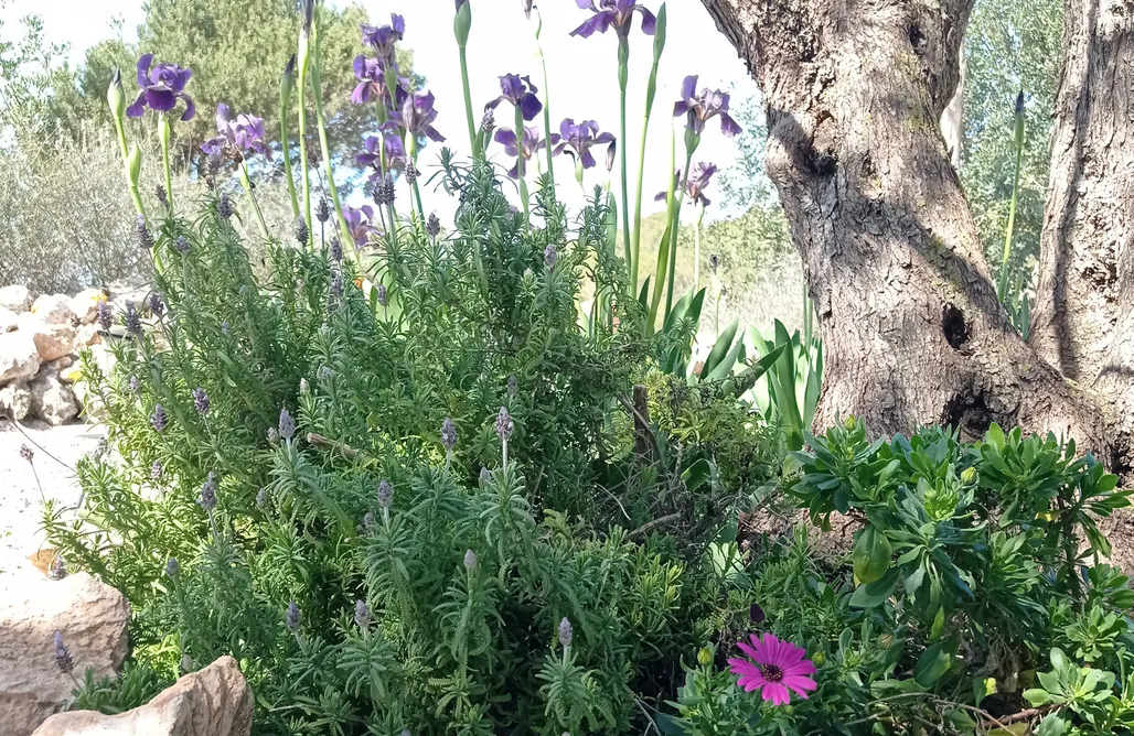 noclegi AlohaCamp Sa Vinya Casa de Campo 1