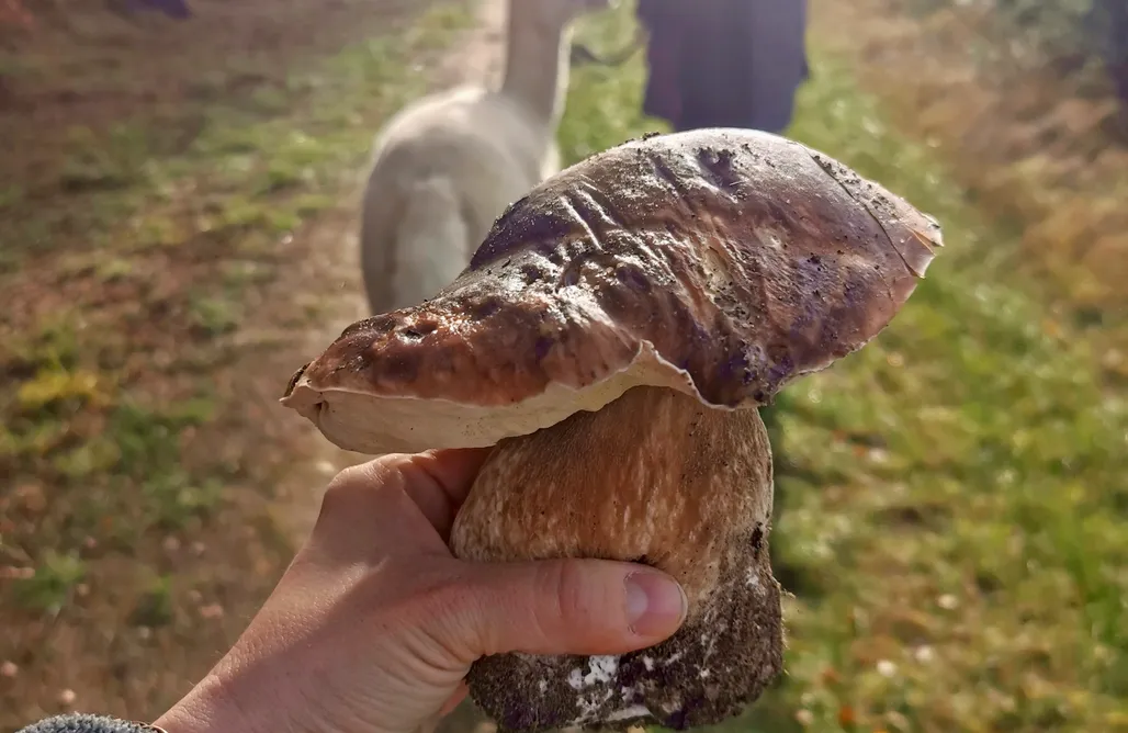 Alloggi AlohaCamp Miejsce kamperowe i namiotowe - Wojtkowyje - Alpaki To Tu 1