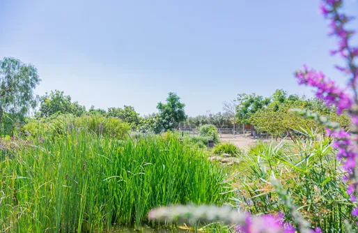 Imagen de Sitio para autocaravanas y tiendas de campaña: Ecocamp Vinyols 