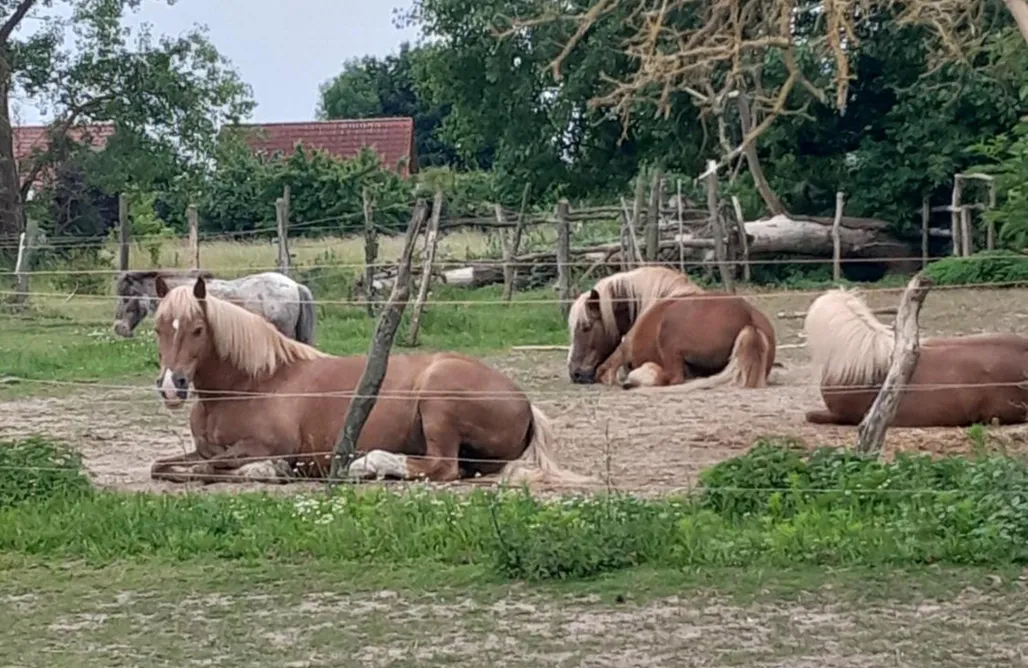 alojamientos AlohaCamp Luxuszelt in der Pferdeherde 5
