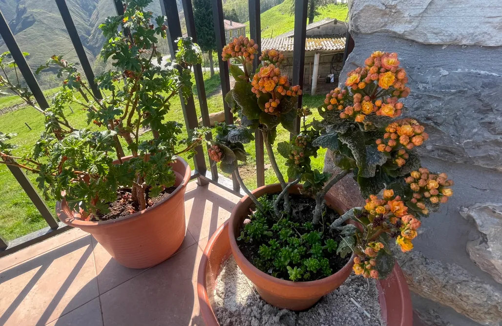 AlohaCamp El Corralín 1