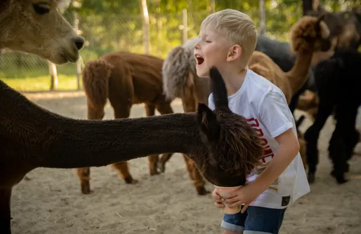 Zdjęcie obiektu Agroturystyka Alpaka Pomorze