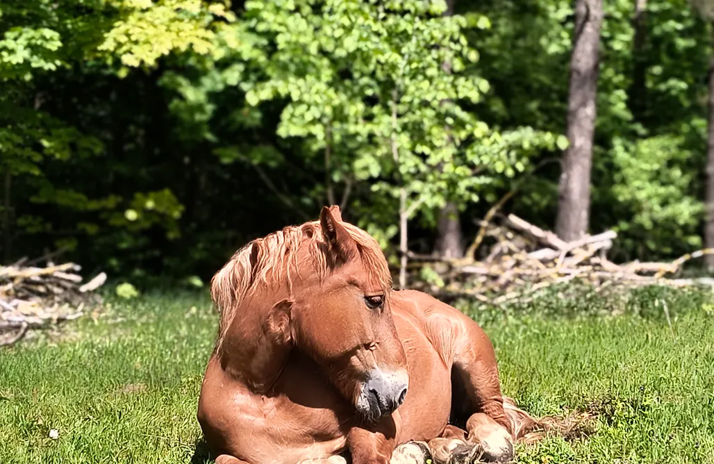 AlohaCamp Gospodarstwo Alpaki Pituchówka  1
