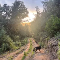 Esther hostiteľ The green Woodhouse 
