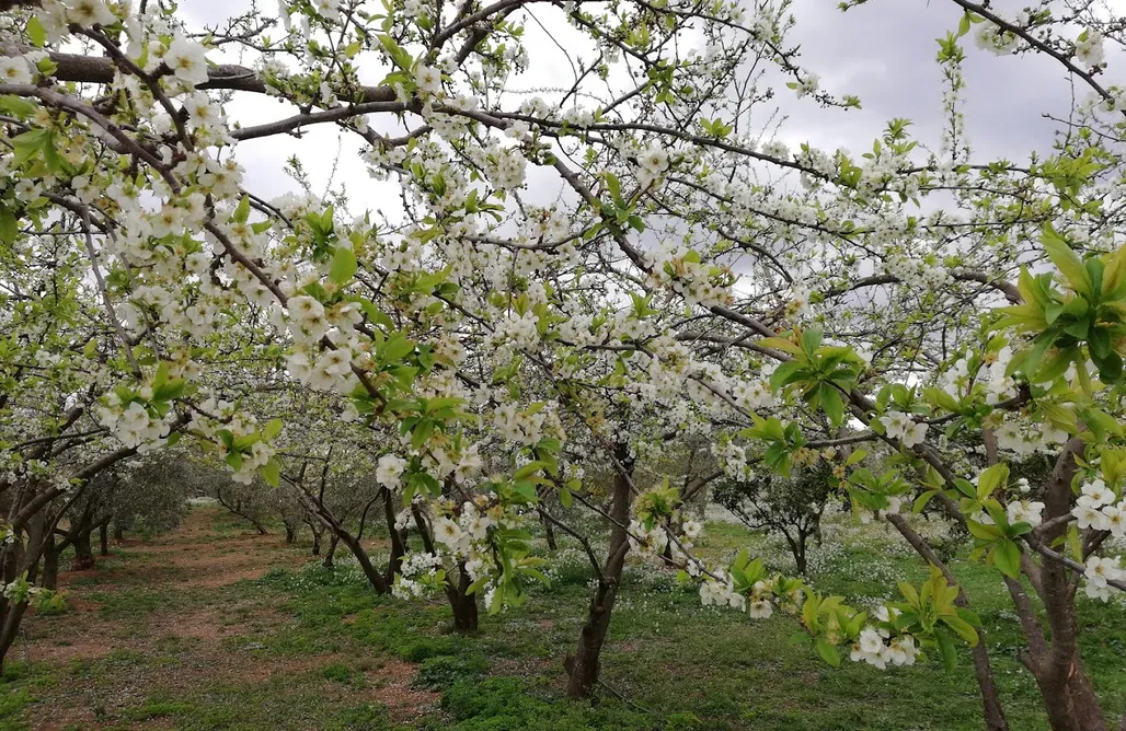 Unterkunft AlohaCamp Sitio para autocaravanas y tiendas de campaña: Ecocamp Vinyols  1