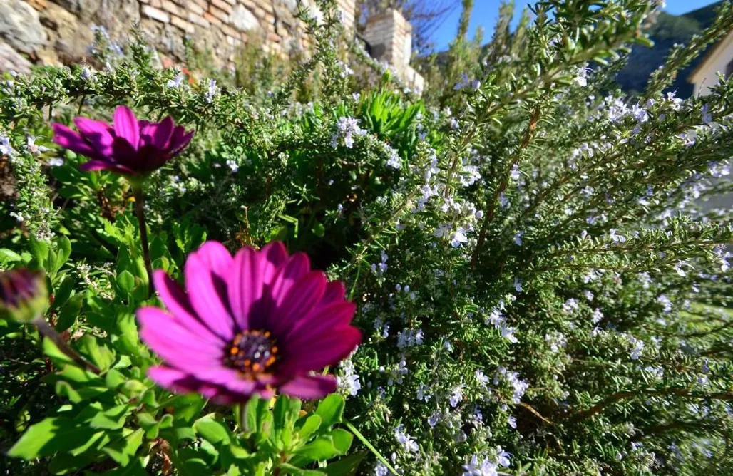 Alquiler Vacacional en Chipiona El Sueño del Bosque 3