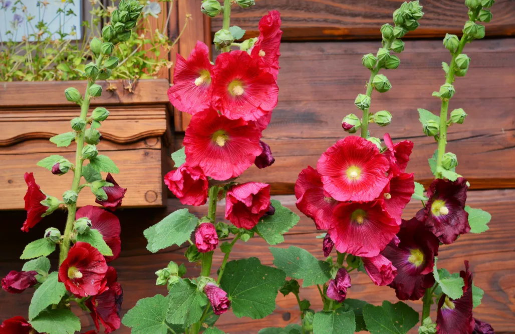 AlohaCamp Łemkowska chyża 1