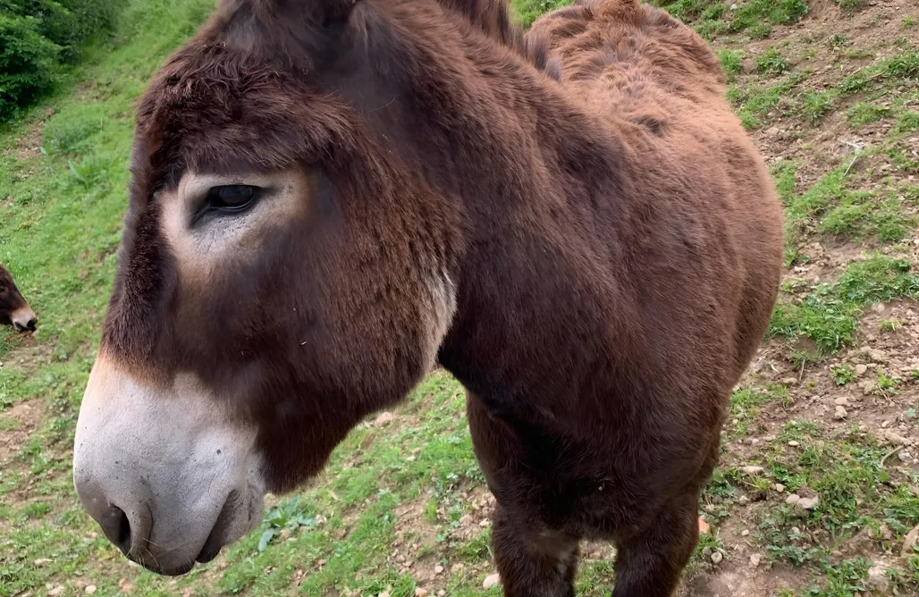 AlohaCamp Xuriguera de Salsellas 1