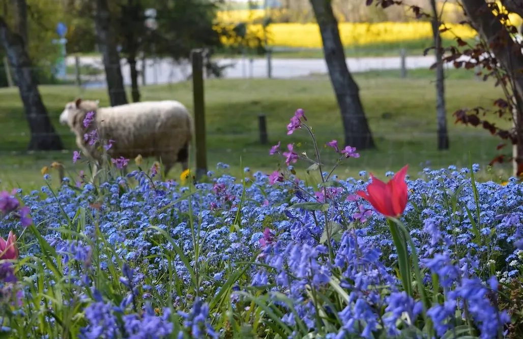 Alloggio AlohaCamp Beltblick 5