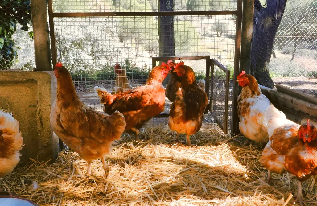 alojamientos AlohaCamp Viña El Alamillo 1