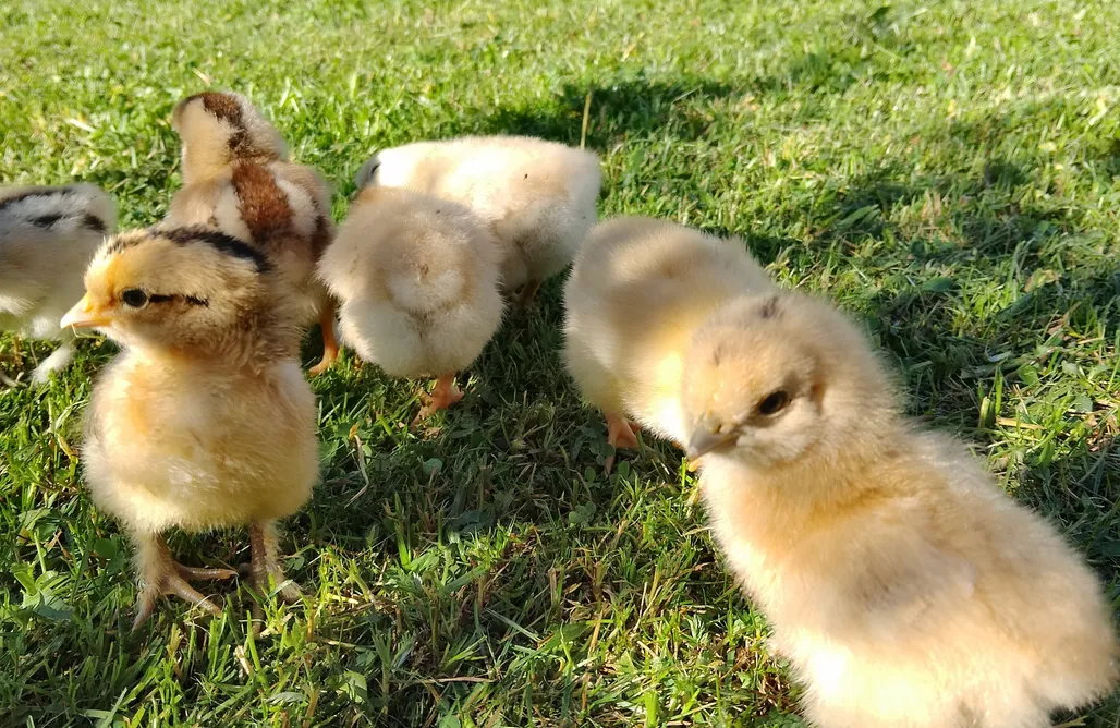 ubytování AlohaCamp Agroturystyka Za Świerkami w Tyliczu 4