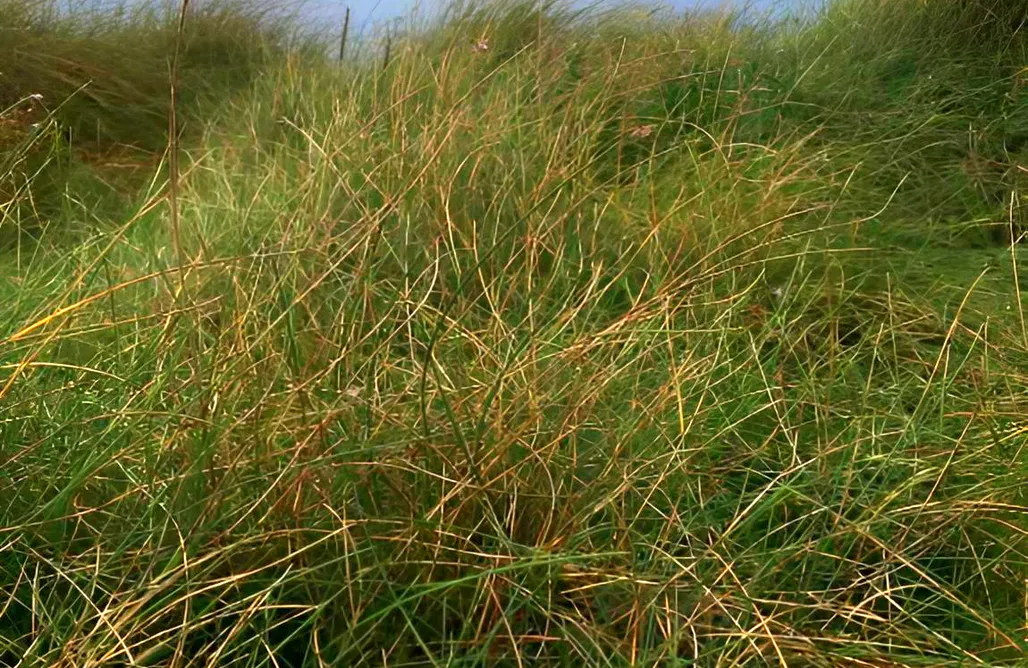 alojamientos AlohaCamp Acogedora casa en Rinlo, Ribadeo  1