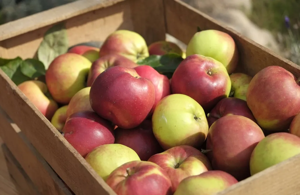 AlohaCamp Landhaus Fredenwalde - mit Flügel 1