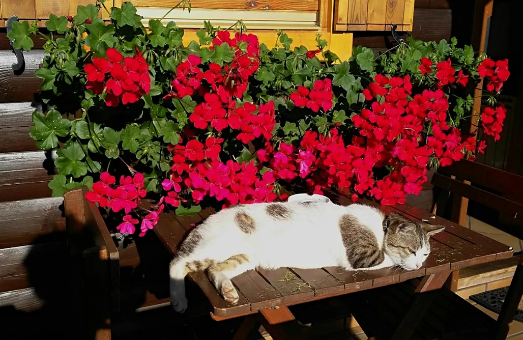 Alojamiento en Muxía Cabañas de Lires 1