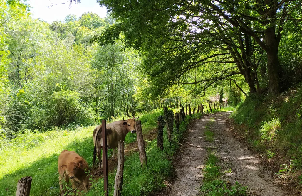 alojamientos AlohaCamp El Rosal 1