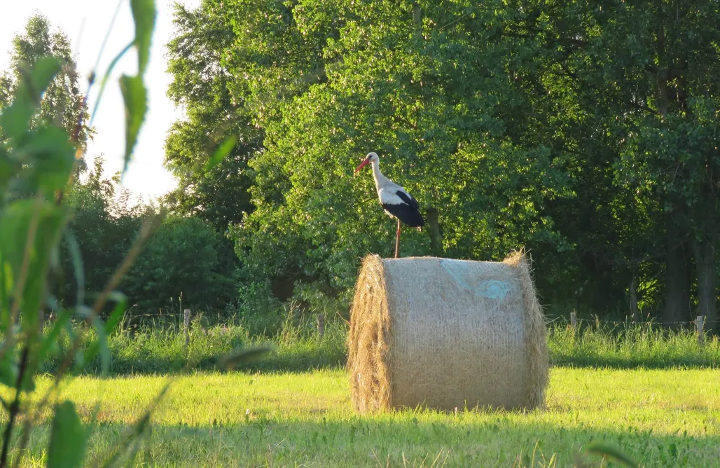 noclegi AlohaCamp Błękitny Domek 4