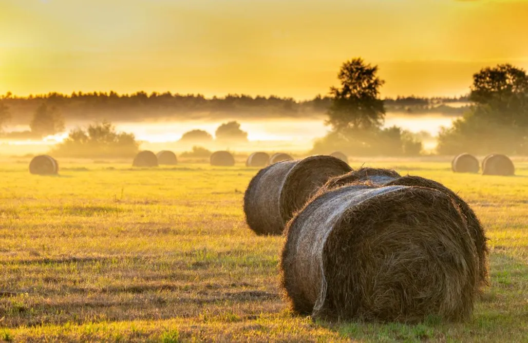 noclegi AlohaCamp Lipowy Zakątek Siemianówka 1