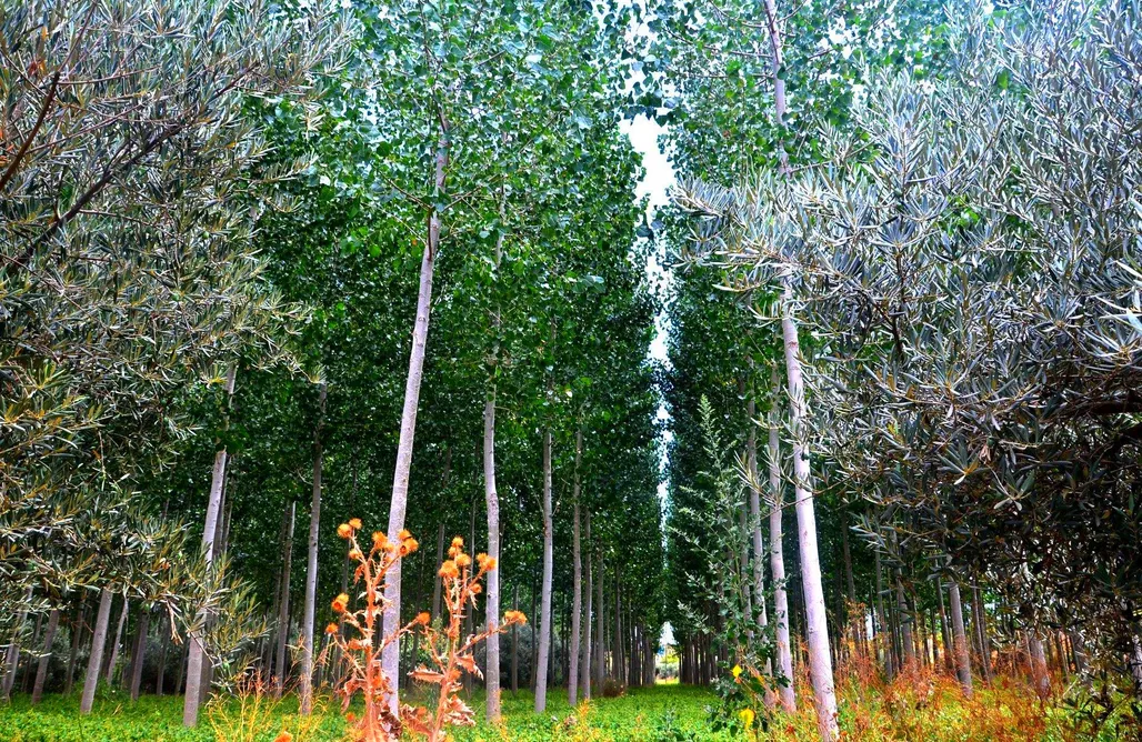 AlohaCamp Cueva 1  1